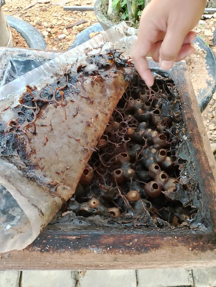 Pot Madu Alami